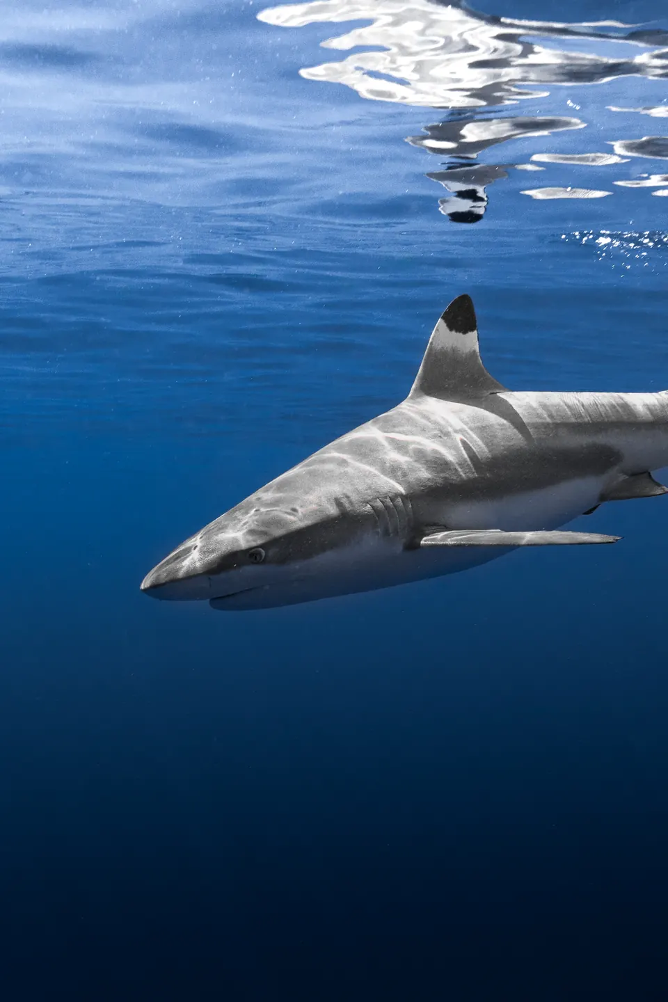 Requin à pointes noires nageant librement dans le lagon de Moorea